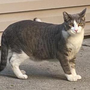 2nd Image of Beefy, Lost Cat