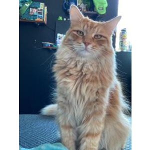 Lost Cat Garfield