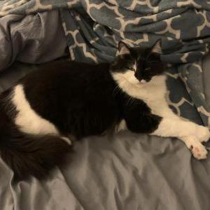 Lost Cat Clarabelle