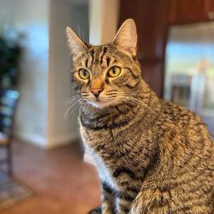 Lost Cat Gumi/Tofu