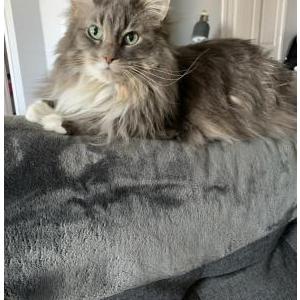 Lost Cat Cookie