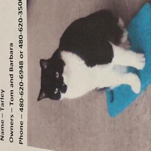 Lost Cat Tarley