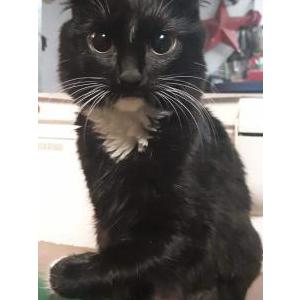 Lost Cat Petey