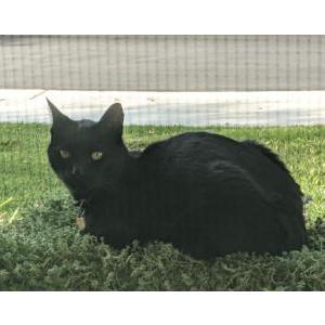 Lost Cat Salem