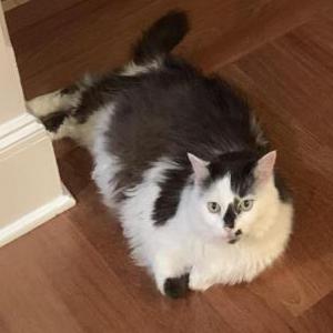 Lost Cat Shelby