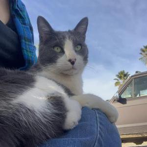 Lost Cat Timothy