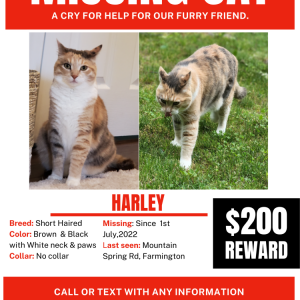 Image of Harley, Lost Cat