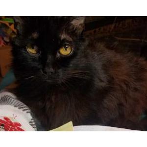Image of Sable, Lost Cat