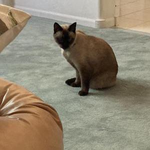 Lost Cat Mojito
