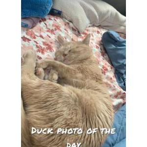 Lost Cat Ruchard/Duck