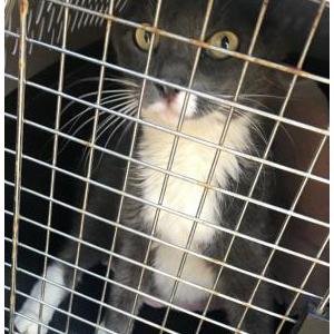 Image of Wilbur, Lost Cat