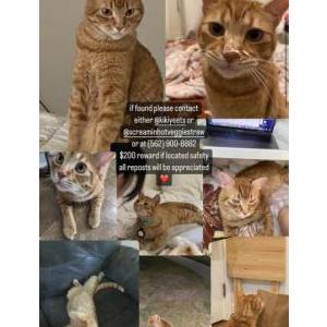 Lost Cat Miko