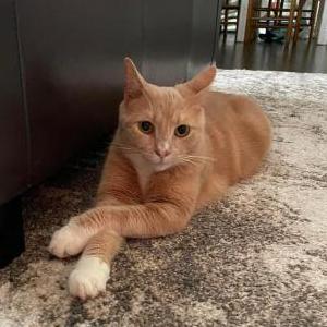 Lost Cat Simba