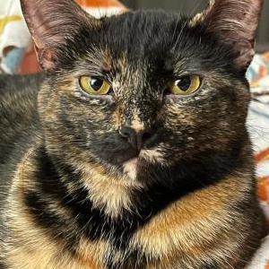 Image of Mage, Lost Cat