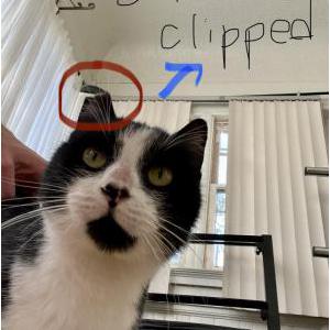 Lost Cat Ophelia