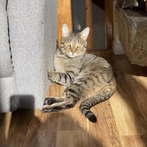 Image of kitten, Lost Cat