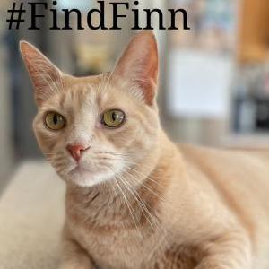Lost Cat Finn