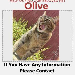 Lost Cat Olive