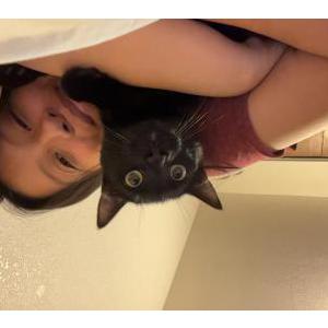 Image of Panther, Lost Cat