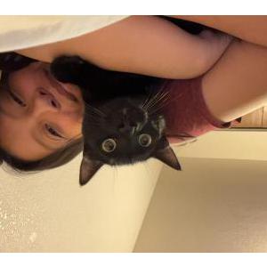 Image of Panther, Lost Cat