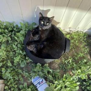 Lost Cat Salem