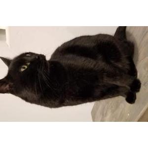 Lost Cat Lulu
