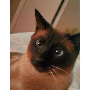 Image of Maxxie, Lost Cat