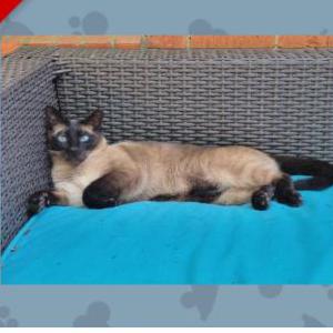 2nd Image of Maxxie, Lost Cat