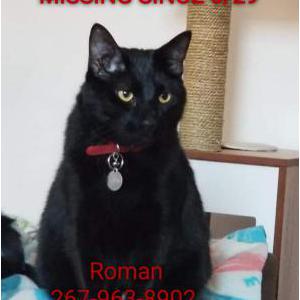 Lost Cat Roman