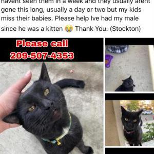 Lost Cat Jiji