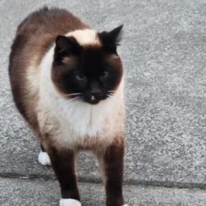 Lost Cat Lillie
