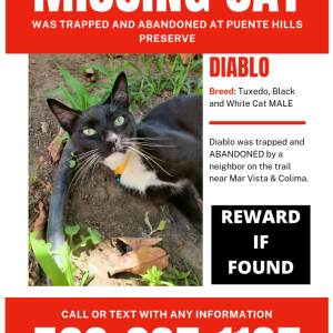 Lost Cat Diablo