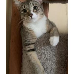 Lost Cat Gahm