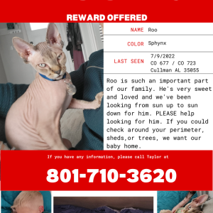 Image of Roo, Lost Cat