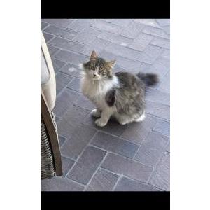 Lost Cat Fluffy