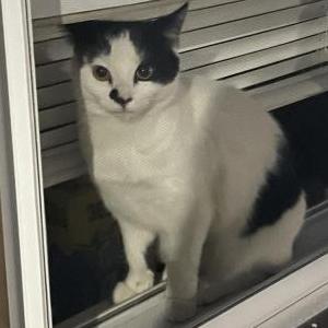 2nd Image of L, Lost Cat