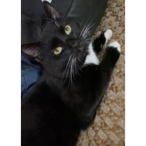 Image of Milo, Lost Cat