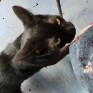 Image of Unknown, Found Cat