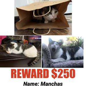 Image of Manchas, Lost Cat