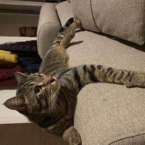Image of Torsten, Lost Cat