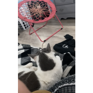 Image of Kitty (kittler), Lost Cat