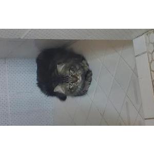 Lost Cat Simba