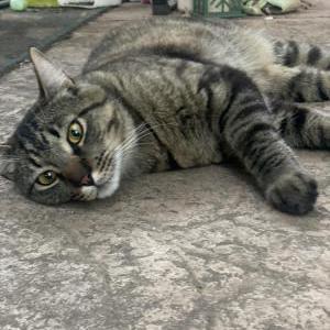 Lost Cat Oliver