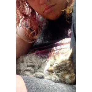 Image of Scarletta, Lost Cat