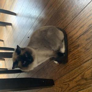 Lost Cat Ruby