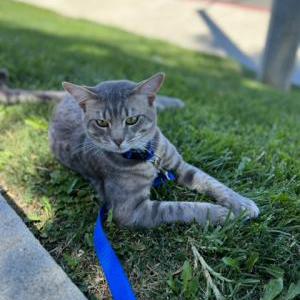 Lost Cat Munchie