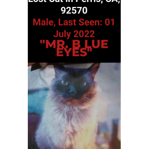 Lost Cat Mr Blue eyes