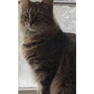 Image of Tilly, Lost Cat