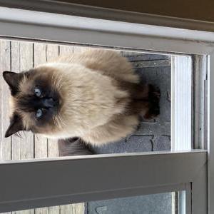 Image of Henry, Lost Cat