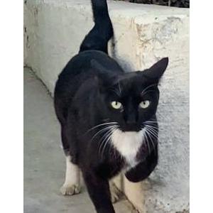 Image of Weibo, Lost Cat